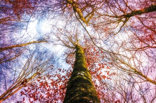 FTK212-1192-Buchen-im-Winter