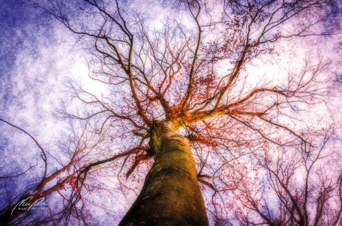 FTK212-1195-Buche-in-der-Abendsonne