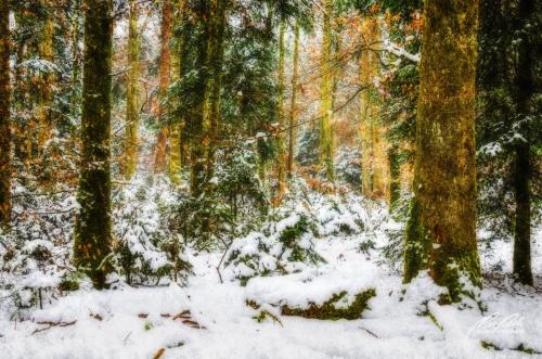 FTK301-1828-Wald-im-Winterschlaf