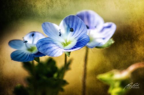 FTK304-0191-Feldehrenpreis