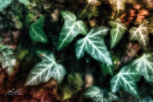 FTK307-2892-Efeublaetter-Hedera-helix-Ivy