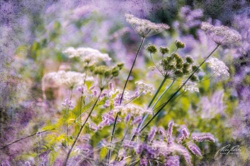 FTK308-3474-Wildblumen-am-Wegrand