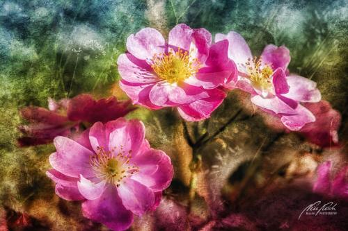 FTK310-5781-Rosen-im-Abendlicht