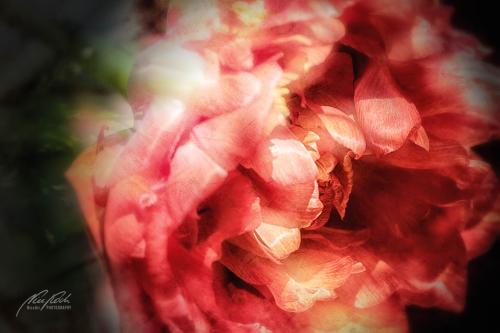 FTK403-7799-Papageientulpe