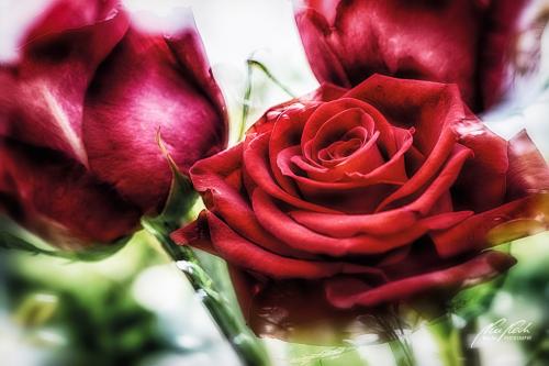 RBK405-9347-Rosenblueten-Trio