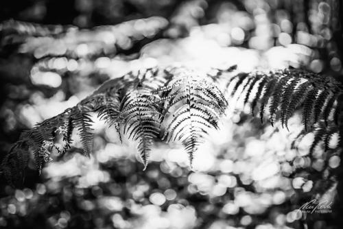 Schwarz/Weiss & Monochrom